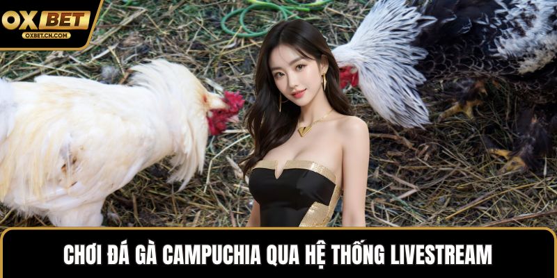 Chơi đá gà Campuchia qua hệ thống livestream