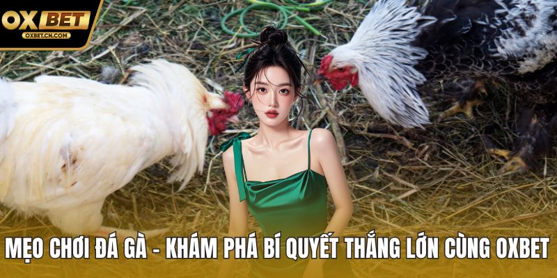 Mẹo chơi đá gà